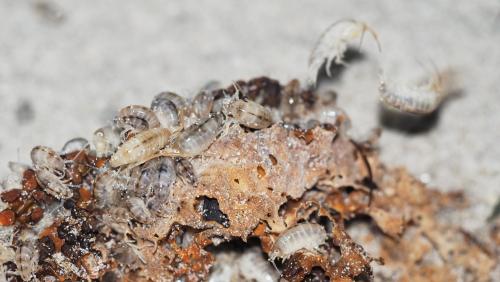 Talitrus saltator