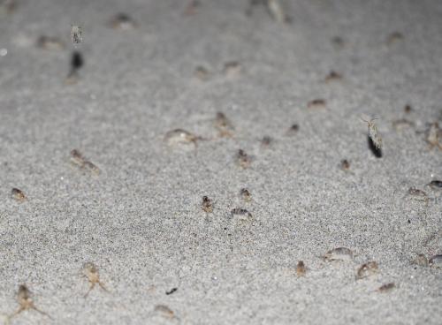 Talitrus saltator