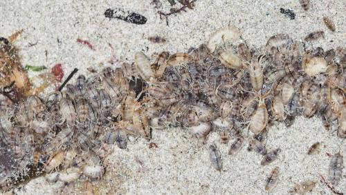 Talitrus saltator