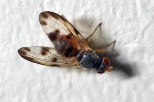 Palloptera umbellatarum