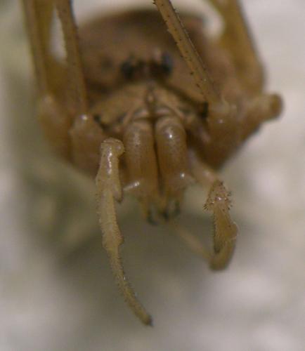 Rilaena triangularis