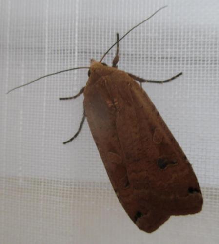 Noctua pronuba