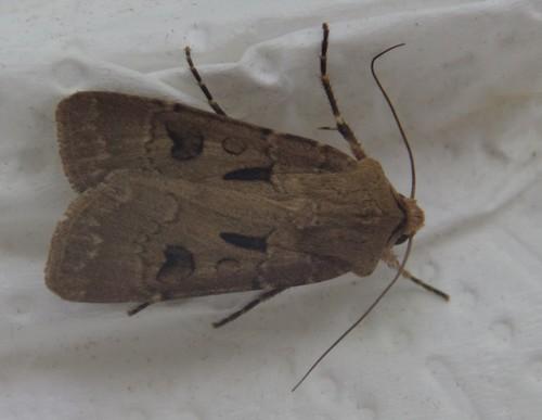Réf. 164 088 : Agrotis exclamationis
