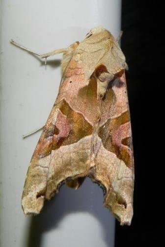 Réf. 164 512 : Phlogophora meticulosa