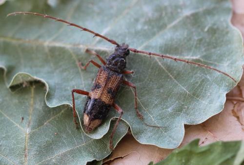 Réf. 164 302 : Phoracantha recurva