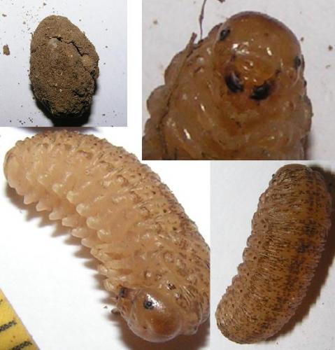 Réf. 164 044 : Macrophya montana