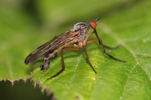 Empis confusa