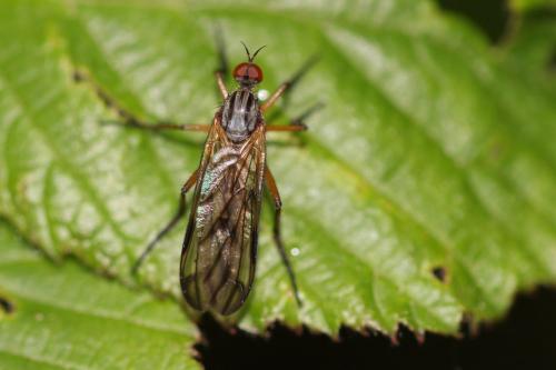 Empis confusa