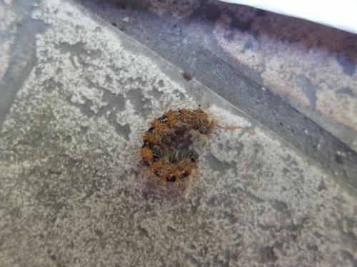 Euplagia quadripunctaria