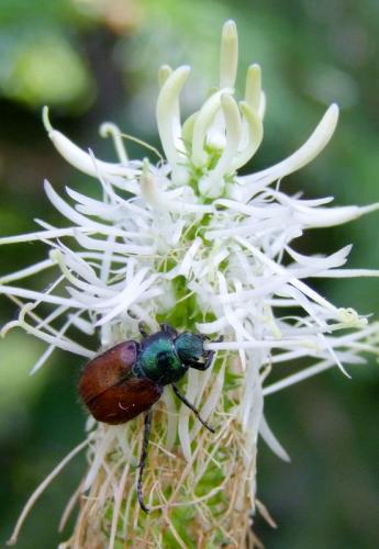 Réf. 164 291 : Phyllopertha horticola