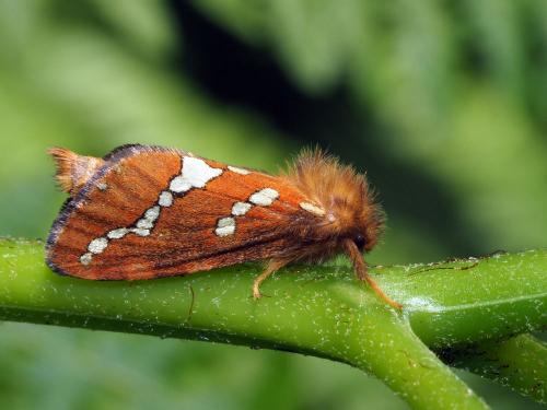 Phymatopus hecta