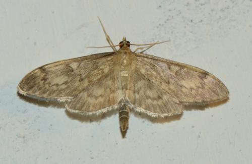 Réf. 164 841 : Anania lancealis
