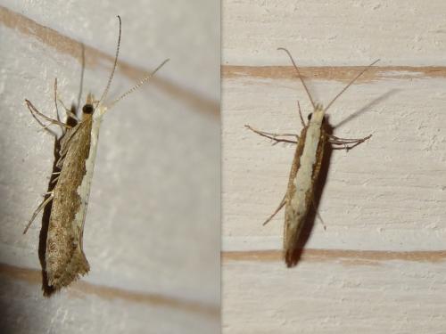 Réf. 164 380 : Plutella xylostella
