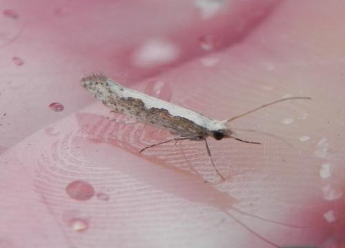 Plutella xylostella