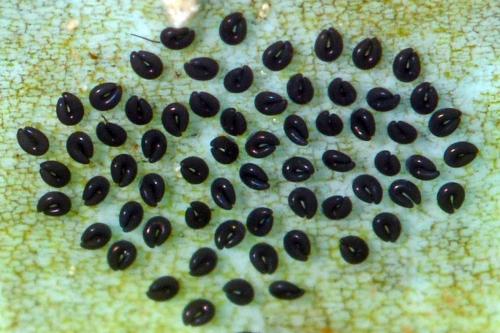 Dasyhelea sp.
