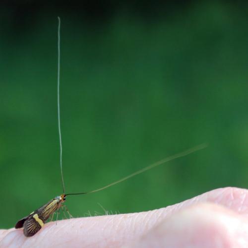 Nemophora degeerella