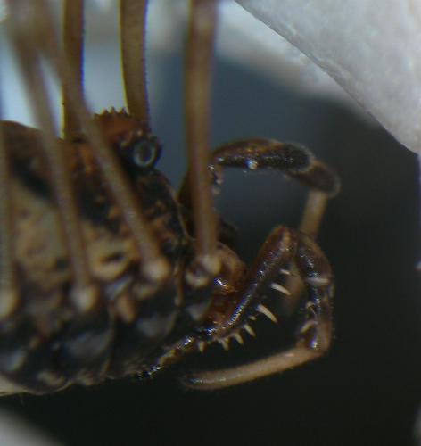 Réf. 164 622 : Platybunus pinetorum