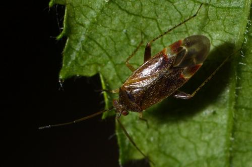 Psallus sp.