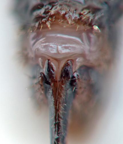 Phaeostigma notatum