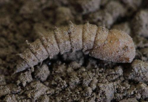 Thereva nobilitata