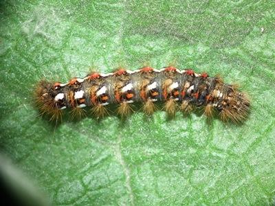 Réf. 164 601 : Acronicta rumicis