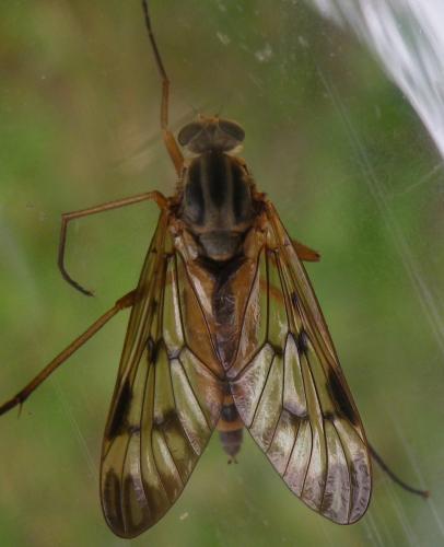Rhagio scolopaceus