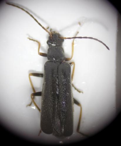 Rhagonycha gallica