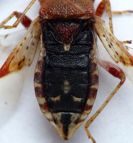 Rhopalus subrufus