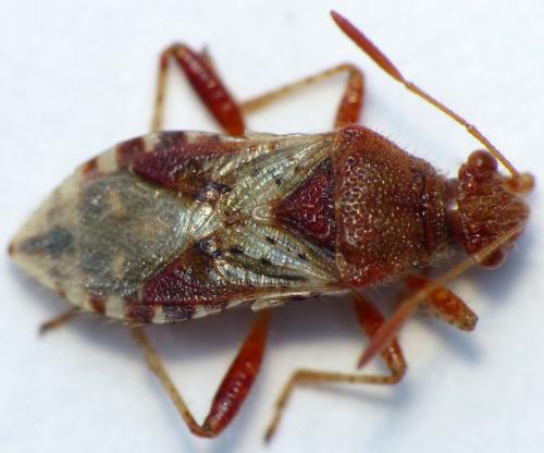 Rhopalus subrufus