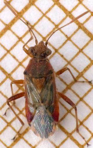 Réf. 164 741 : Liorhyssus hyalinus