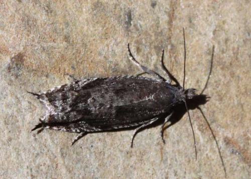 Ancylis unguicella