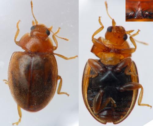 Rhyzobius litura