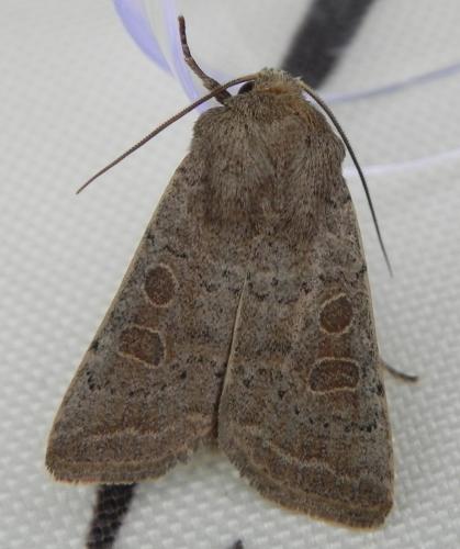Réf. 164 008 : Hoplodrina sp.