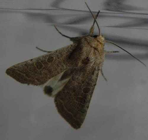 Hoplodrina sp.