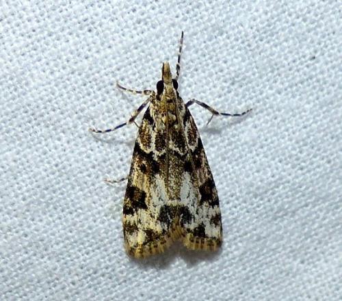 Eudonia delunella