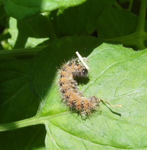 Réf. 164 189 : Euplagia quadripunctaria