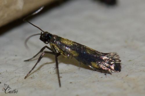 Réf. 164 306 : Euspilapteryx auroguttella
