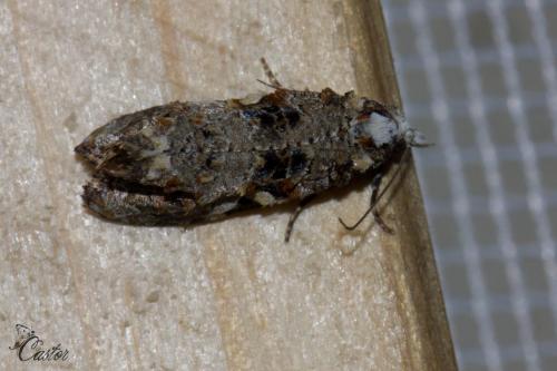 Réf. 164 669 : Phtheochroa rugosana