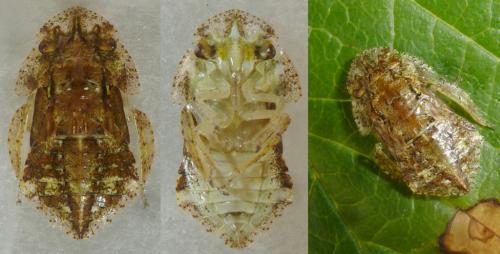 Ledra aurita
