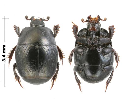 Hypocaccus rugifrons