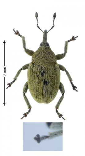 Réf. 164 865 : Sibinia viscariae