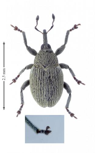 Réf. 164 863 : Sibinia viscariae