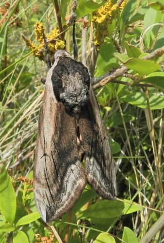 Réf. 164 269 : Sphinx ligustri