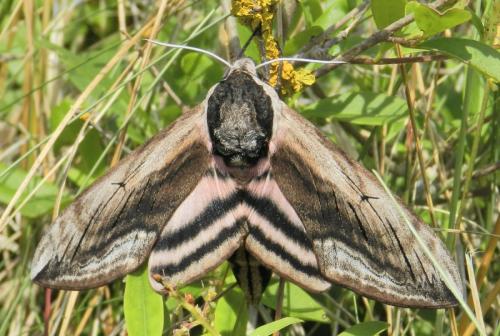 Réf. 164 270 : Sphinx ligustri