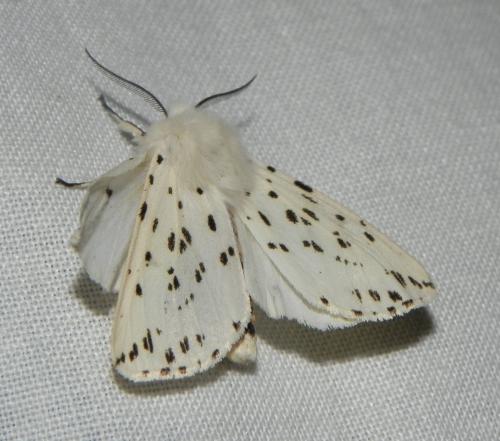 Spilosoma lubricipeda
