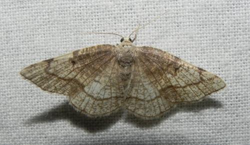 Réf. 164 528 : Stegania trimaculata