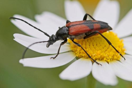 Réf. 164 117 : Stenurella bifasciata