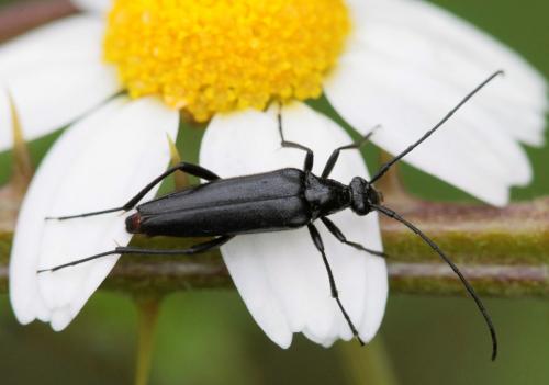 Rutpela nigra