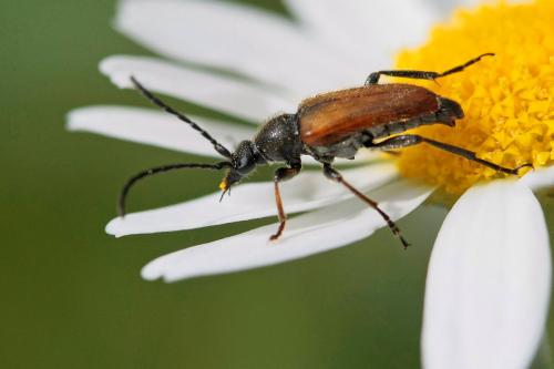 Pseudovadonia livida