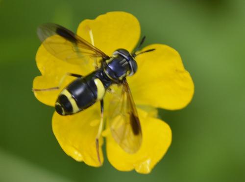 Chrysotoxum bicinctum